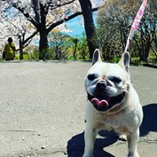 我が家の愛犬（フレンチブルドッグ）と桜