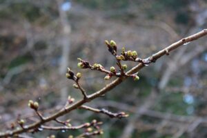 小樽の桜1