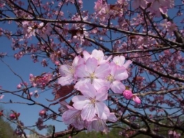 桜の花